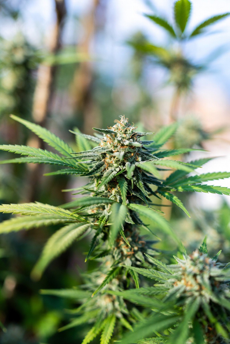 Sour Diesel: Aroma, Effects, and What Makes This Classic Strain Stand Out - Cannabis Blog