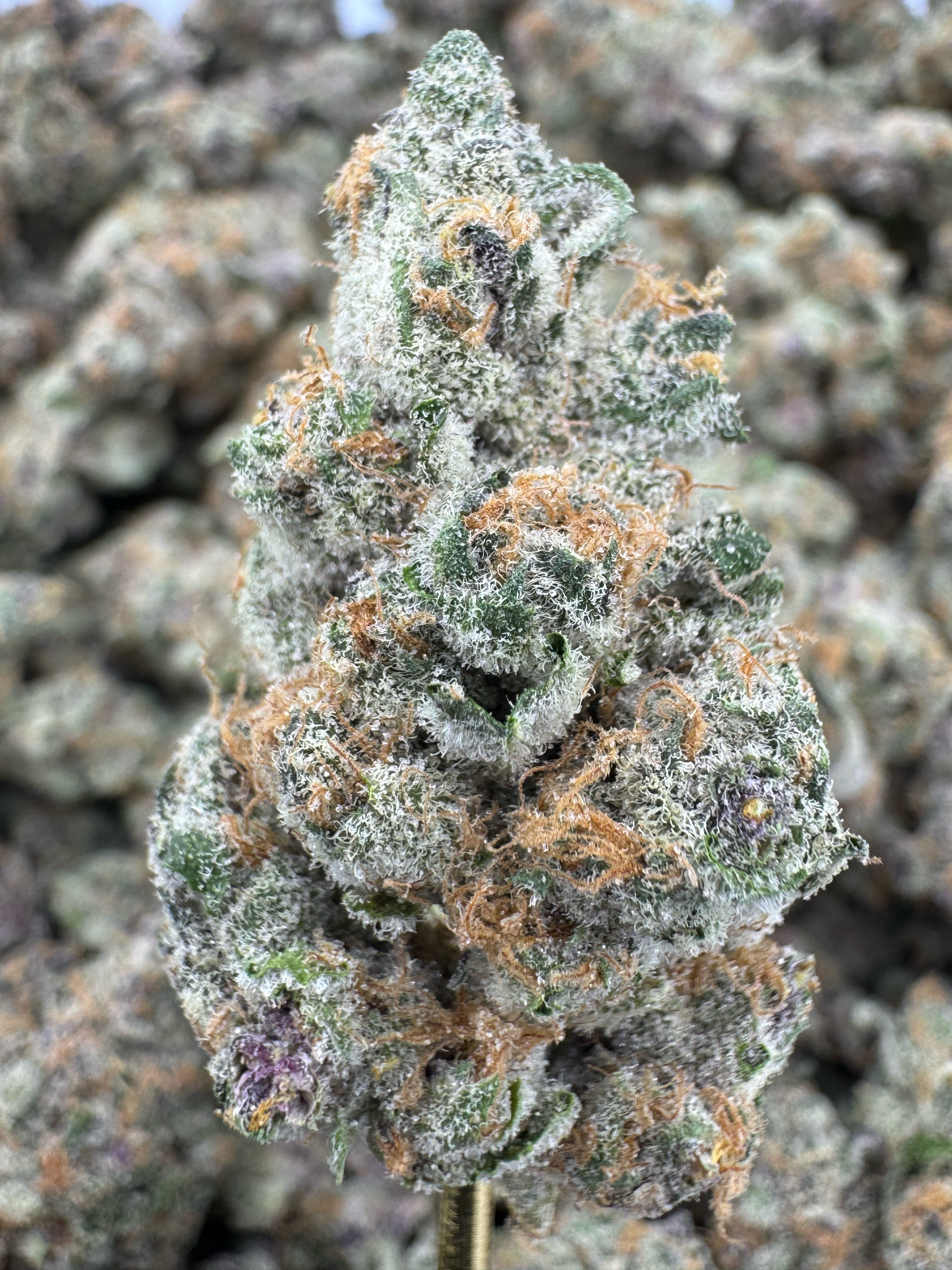 Blackberry Super Boof