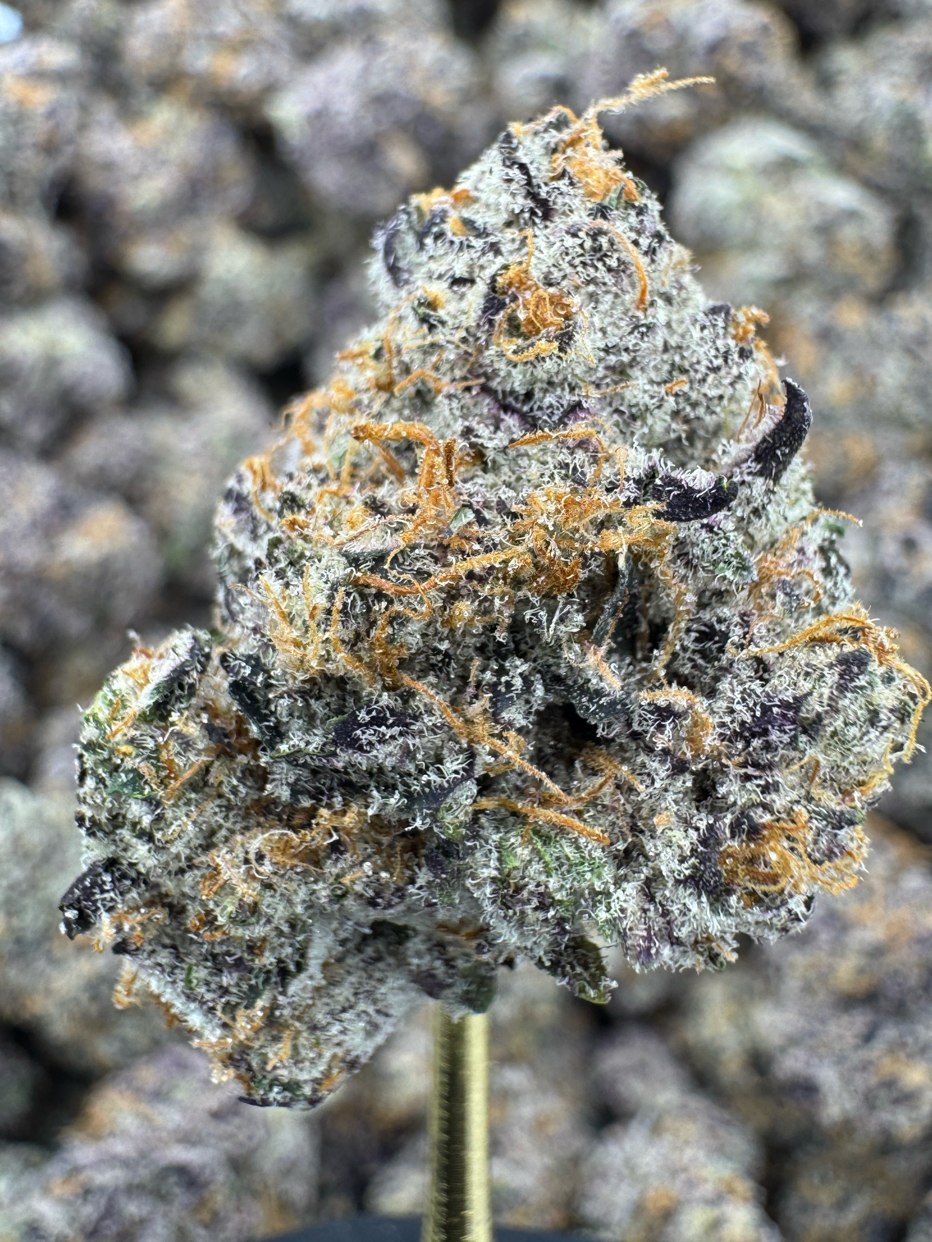 Blue Diamond x White Runtz